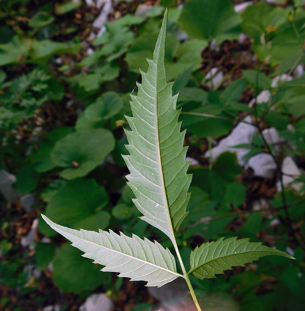 Image of Bidens frondosa specimen.