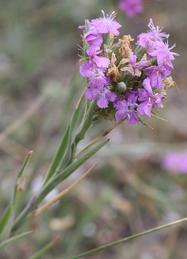 Image of Dianthus pseudarmeria specimen.