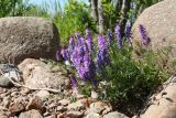 Vicia cracca. Цветущее растение. Ленинградская обл., Ломоносовский р-н, окр. Шепелёвского маяка; п-ов Каравалдай, берег Финского залива, песчано-валунный пляж у опушки рощи ольхи (Alnus glutinosa). 13.06.2022.