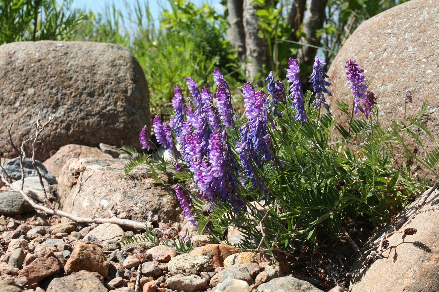 Image of Vicia cracca specimen.