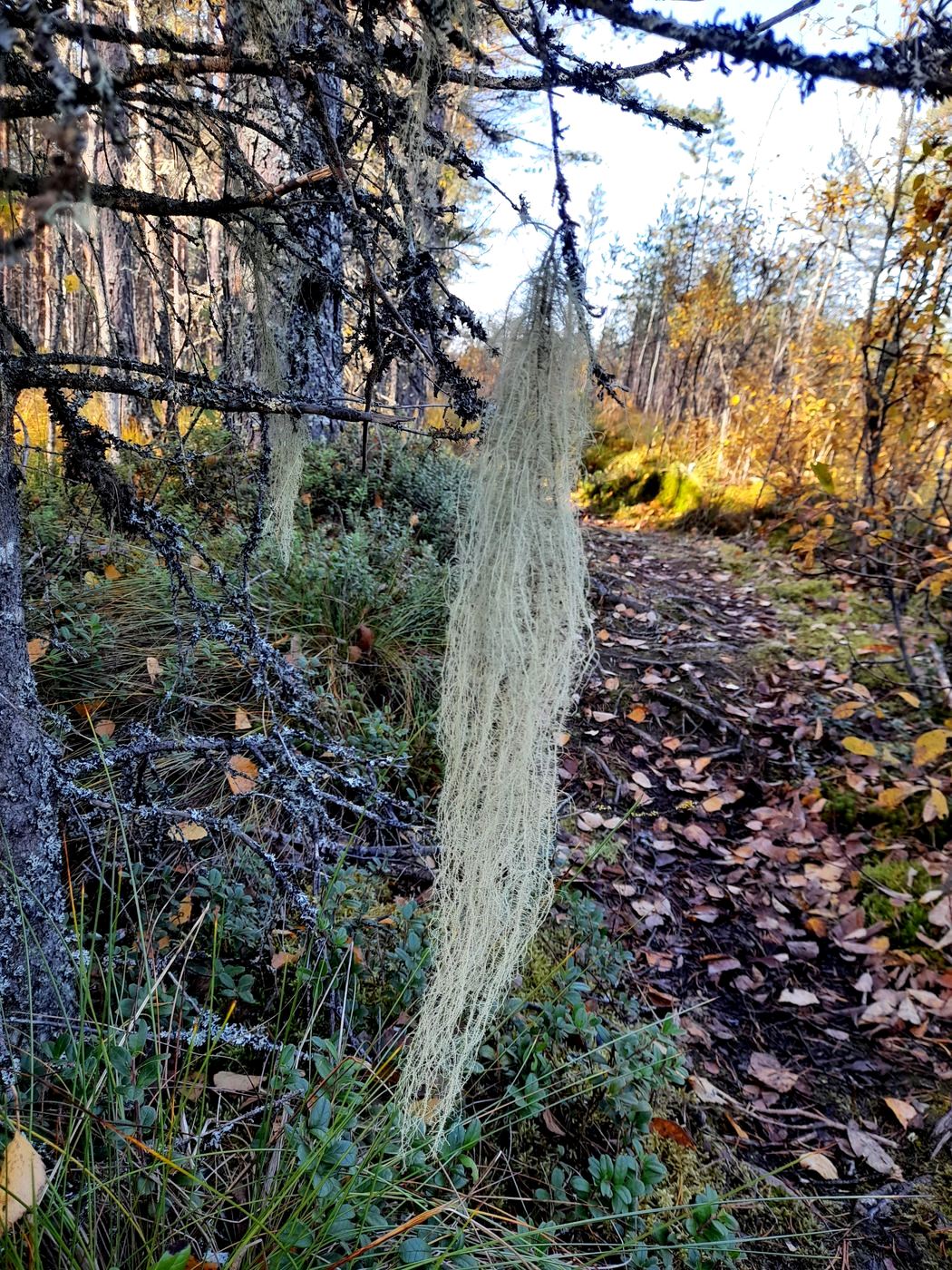 Image of Usnea dasopoga specimen.