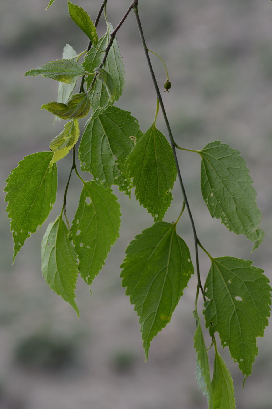 Image of Celtis caucasica specimen.