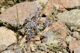 Myosotis minutiflora