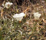 Convolvulus holosericeus