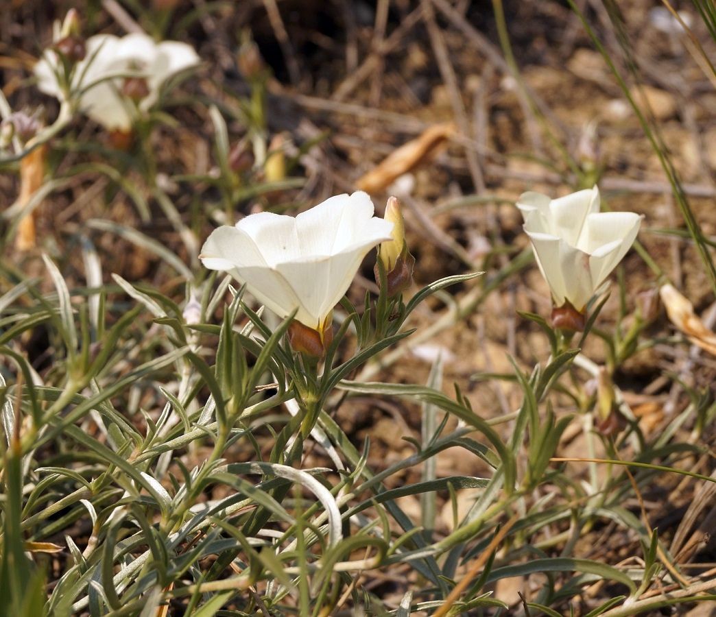 Изображение особи Convolvulus holosericeus.