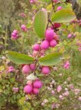 Symphoricarpos