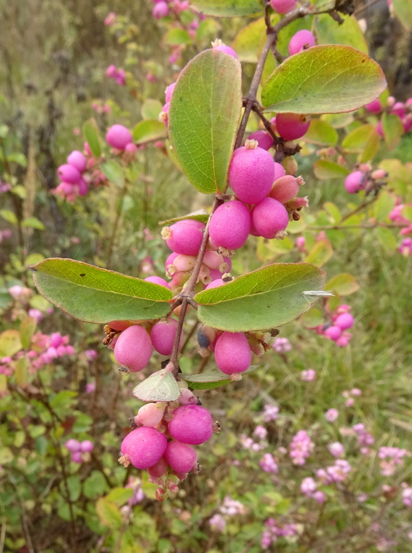 Изображение особи род Symphoricarpos.