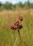 Luzula multiflora