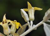 Elaeagnus angustifolia