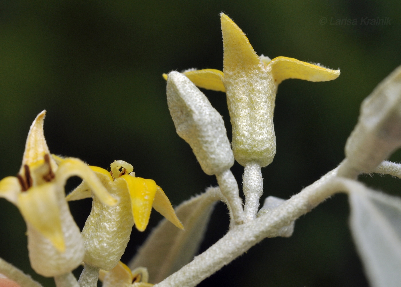 Image of Elaeagnus angustifolia specimen.