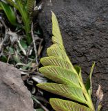 Asplenium decurrens