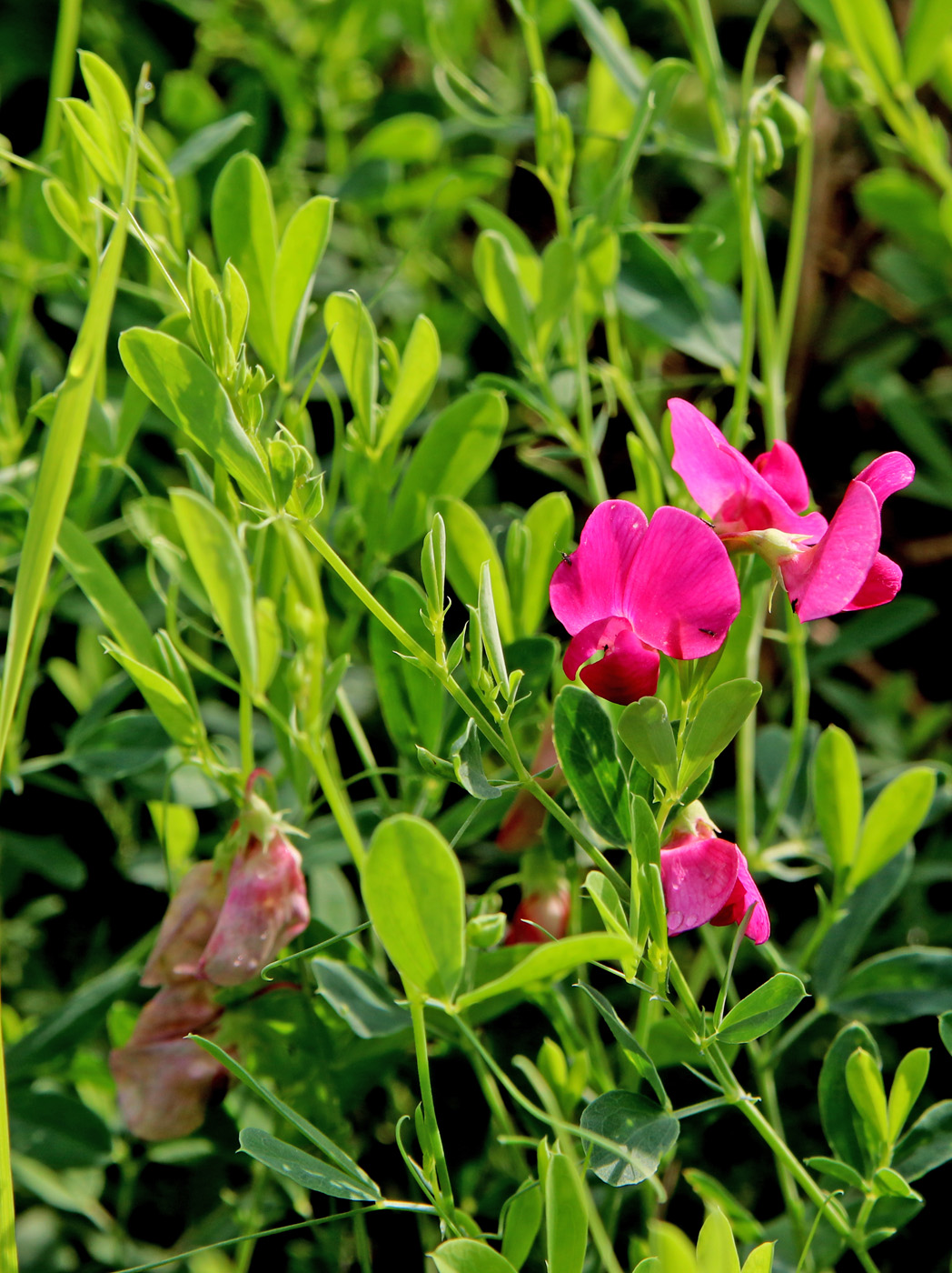 Изображение особи Lathyrus tuberosus.