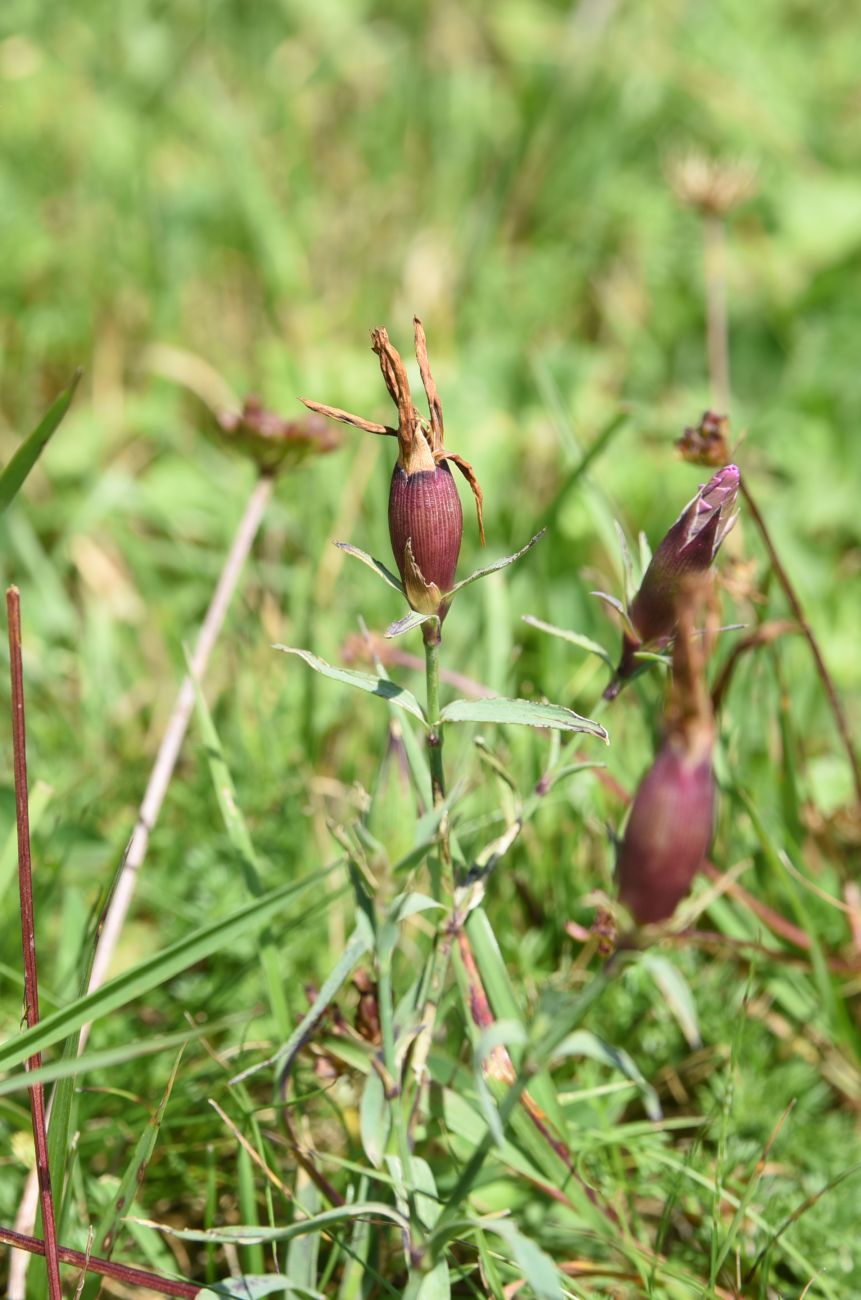 Image of Dianthus caucaseus specimen.