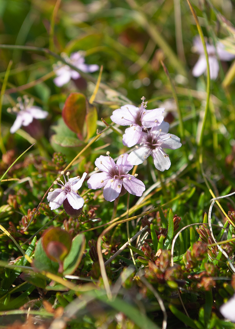 Изображение особи Silene acaulis.