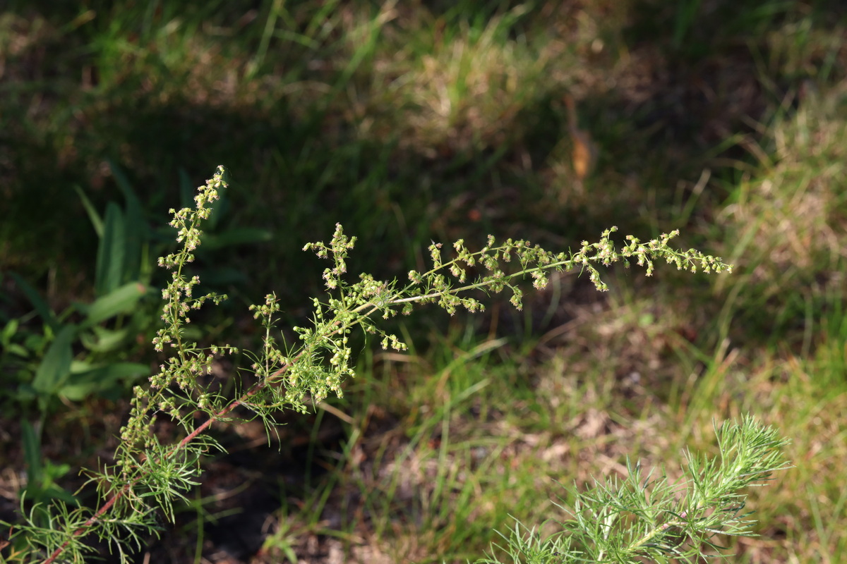 Изображение особи Artemisia commutata.