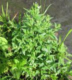 Epilobium adenocaulon. Зацветающее растение. Москва, р. Сходня. 10.07.2008.