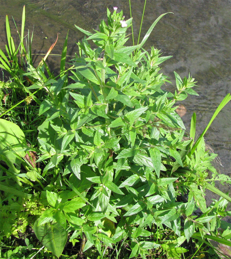 Изображение особи Epilobium adenocaulon.