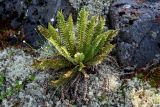 Dryopteris fragrans