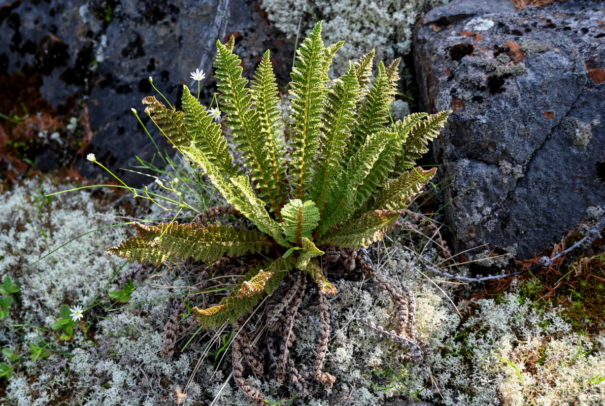 Image of Dryopteris fragrans specimen.
