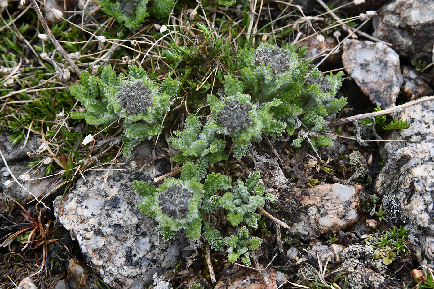 Image of Pastinacopsis glacialis specimen.