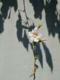 Alcea rosea