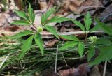 Anemone reflexa