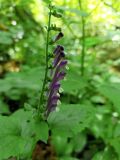 Scutellaria altissima. Соцветие. Краснодарский край, городской округ Сочи, мкр. Мацеста, склон горы. 31.05.2022.