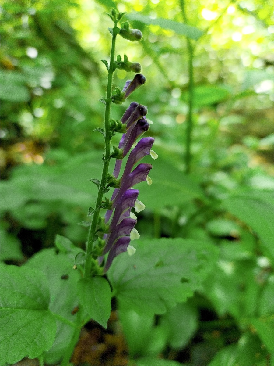 Image of Scutellaria altissima specimen.