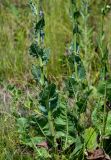 Crepis pannonica. Нижние части побегов цветущего растения. Оренбургская обл., Кувандыкский гор. округ, окр. г. Кувандык, луг. 06.07.2023.