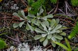 Antennaria dioica