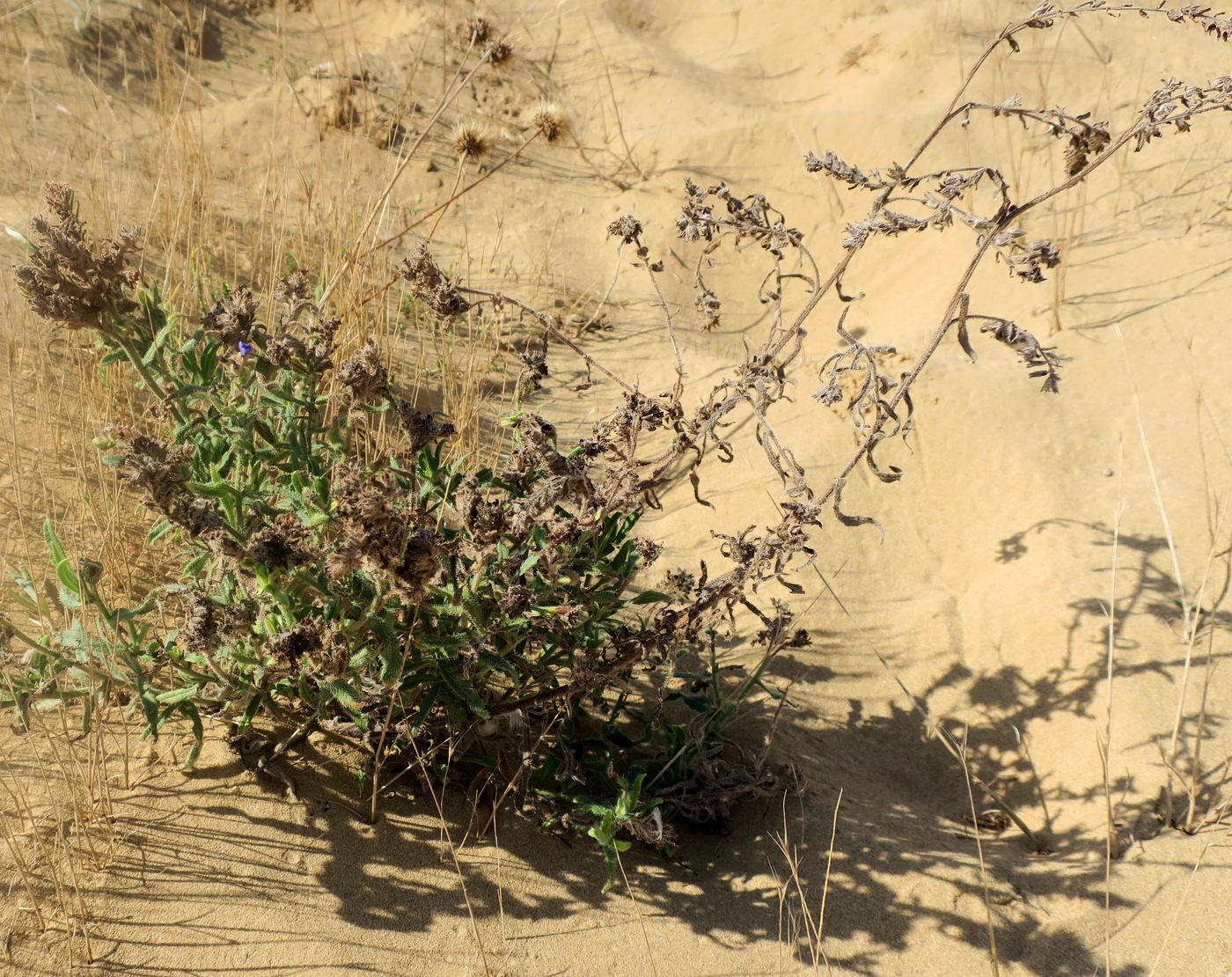 Image of Anchusa velenovskyi specimen.