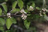 Cotoneaster suavis. Ветвь с распускающимися соцветиями. Узбекистан, Ташкентская обл., зап. отроги Чаткальского хр., ур. Чимган, Песочный перевал. 06.06.2010.