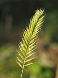 Agropyron pectinatum