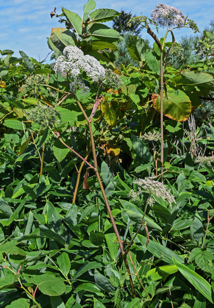 Image of Angelica genuflexa specimen.