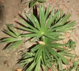 Trachycarpus fortunei. Молодое растение. Узбекистан, г. Андижан, частный двор, в культуре. 05.07.2023.