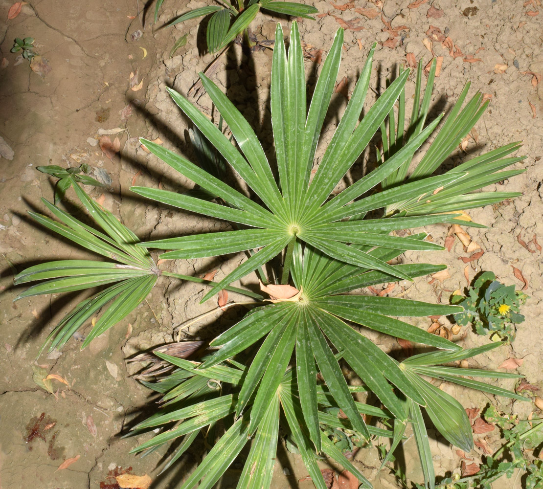 Image of Trachycarpus fortunei specimen.