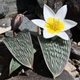 Tulipa regelii