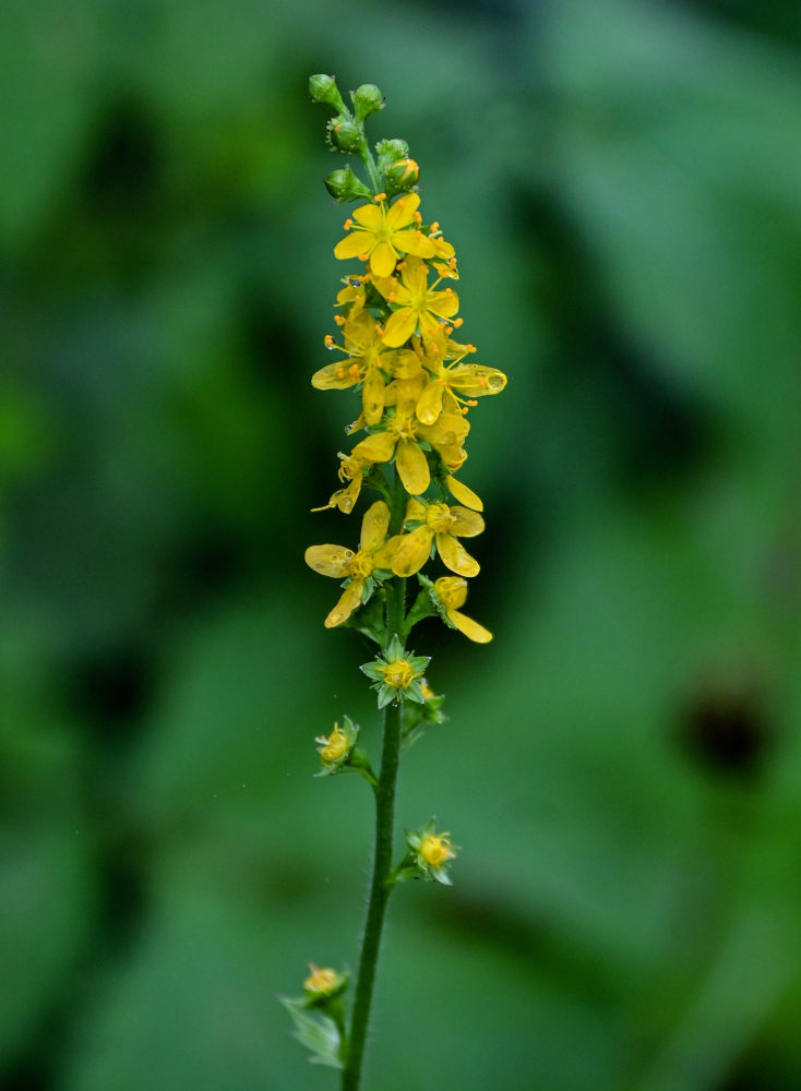 Image of Agrimonia viscidula specimen.