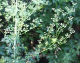 Xanthoselinum alsaticum