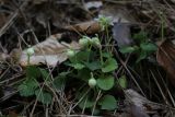 Moneses uniflora