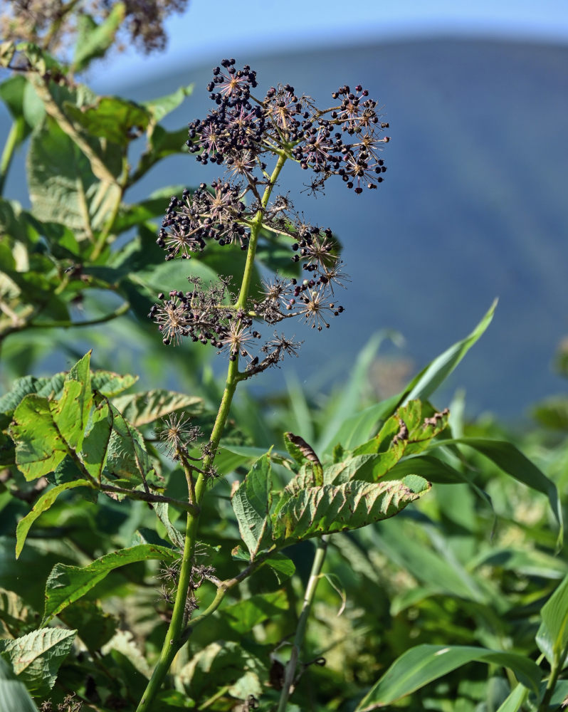 Image of Aralia cordata specimen.