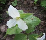 Trillium grandiflorum. Цветок и прицветный лист. Московская обл., Щёлковский р-н, в культуре. 23.05.2024.