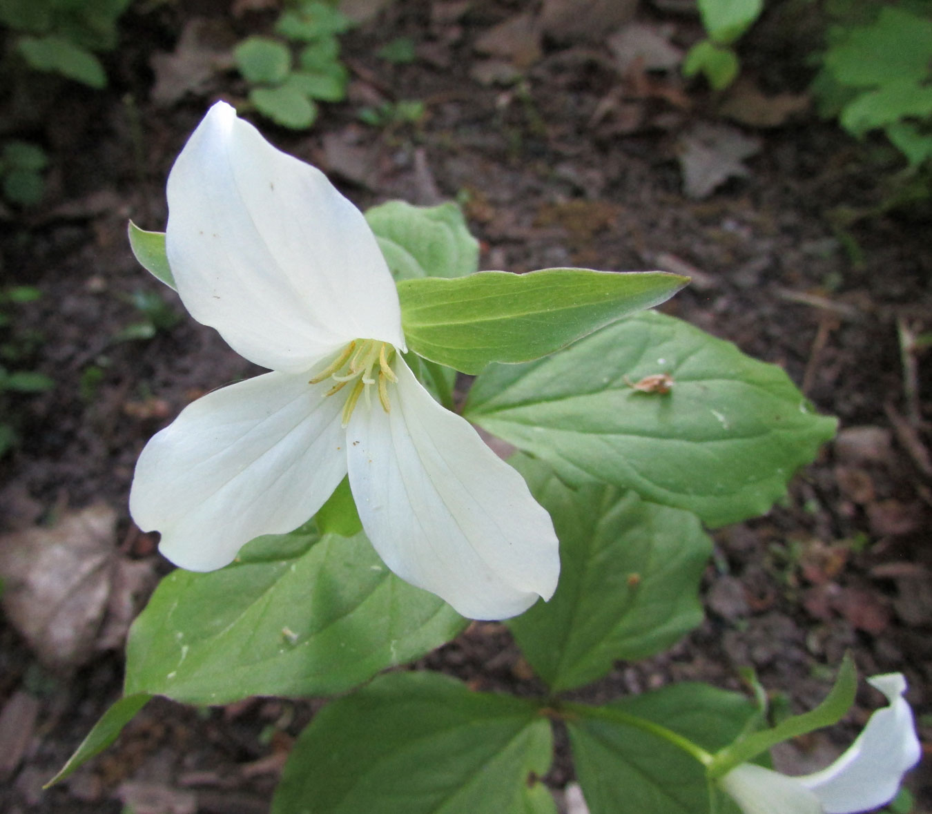 Image of Trillium grandiflorum specimen.