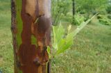 Platanus &times; acerifolia