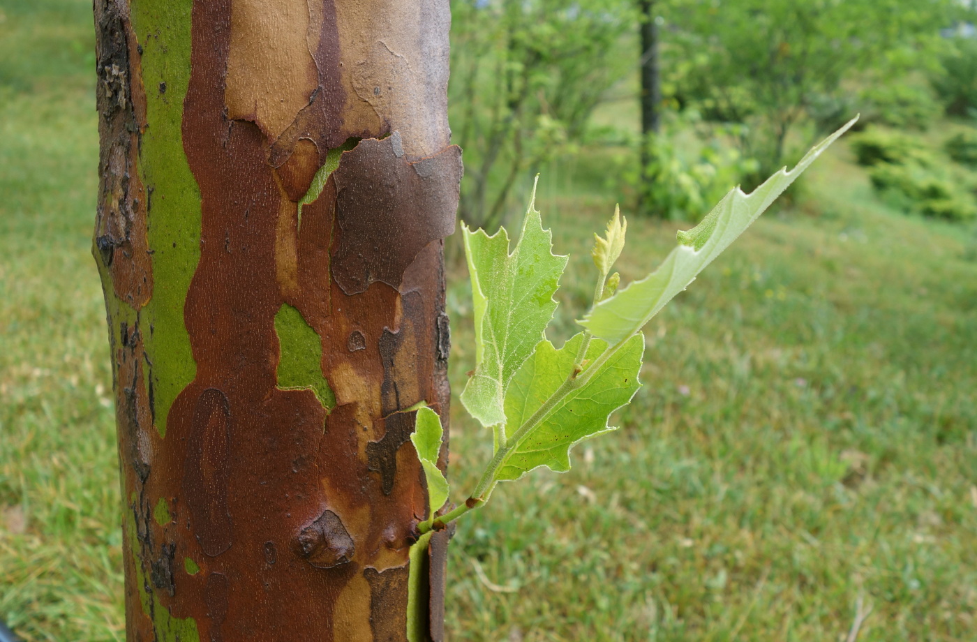 Image of Platanus &times; acerifolia specimen.
