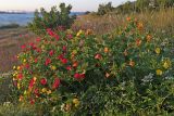 Mirabilis jalapa