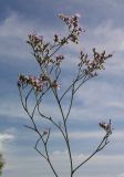 Limonium tomentellum