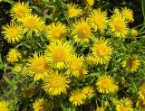 Inula britannica