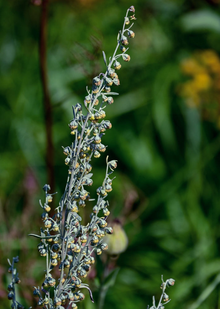 Изображение особи Artemisia absinthium.