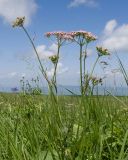 Pimpinella rhodantha. Верхушка цветущего растения. Карачаево-Черкесия, Зеленчукский р-н, гора Джисса, ≈ 1600 м н.у.м., субальпийский луг. 14.06.2024.